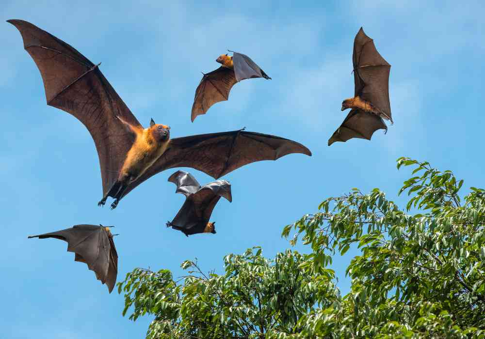 Are bats good for mosquito control?