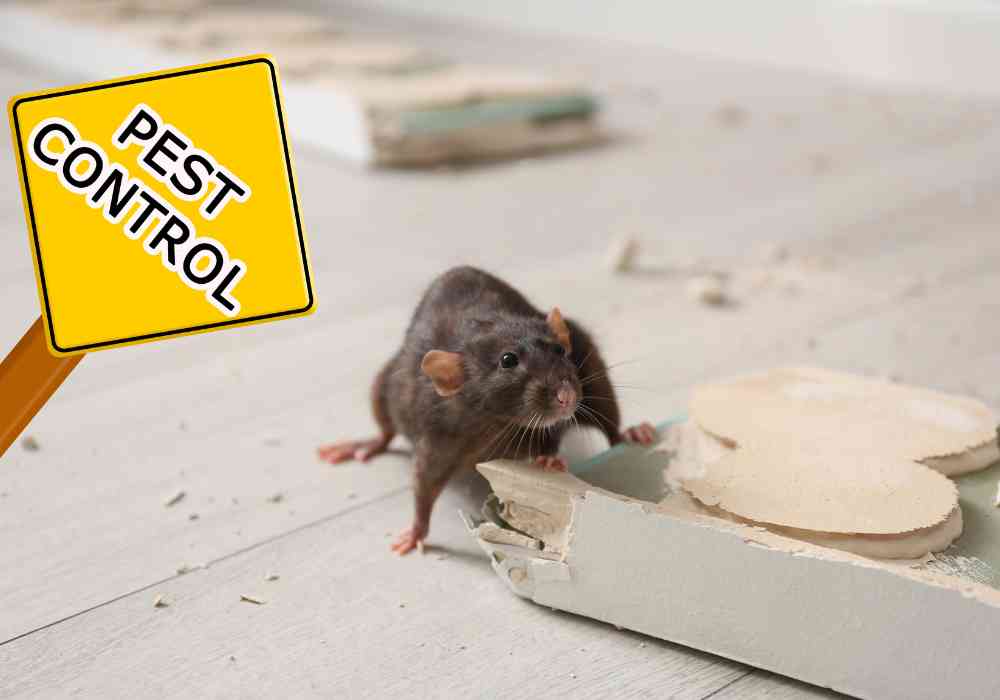 Can Pest Control Get Rid of Mice?